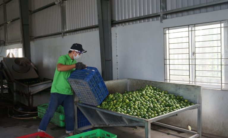 Việc tiêu thụ chanh của HTX Bến Lức đã giảm 30-40% do tác động của dịch bệnh.