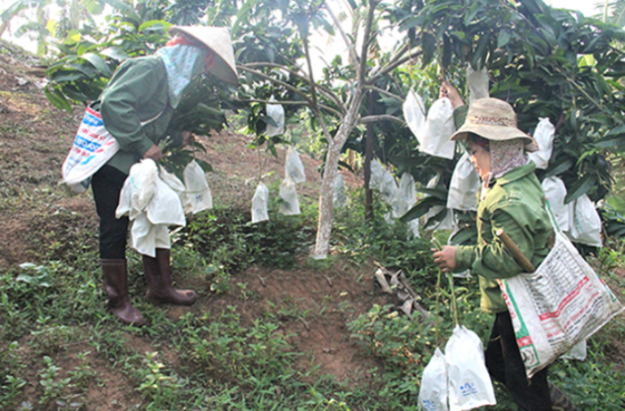 Phát triển nông nghiệp sạch theo chuỗi giá trị là đích đến của chính quyền cũng như các HTX trên địa bàn huyện Mường La