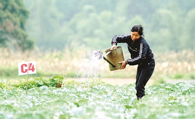 Hỗ trợ cho các HTX trong vùng đồng bào dân tộc thiểu số phát triển bền vững, tạo việc làm, góp phần xóa đói, giảm nghèo là mục tiêu mà huyện Tràng Định hướng tới.