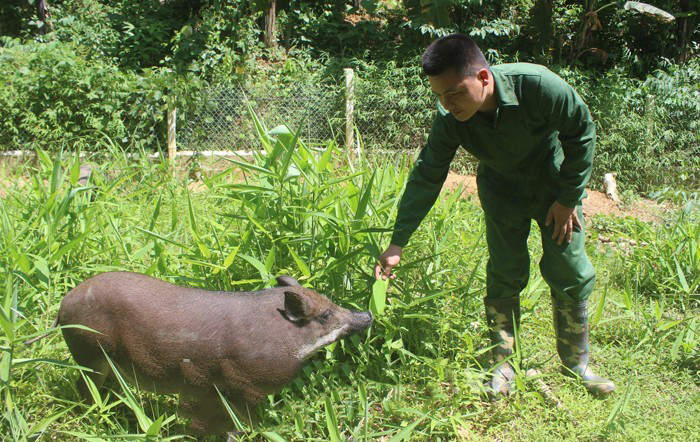 Lợn của HTX Mu Hoom tắm nắng, vận động ngoài bãi chăn thả.