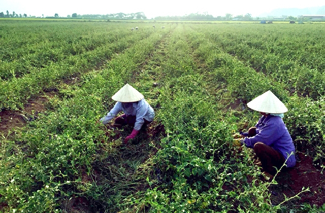 HTX nông lâm nghiệp Đồng Phát đã triển khai trồng 5 ha cây dược liệu cà gai leo tại xã Quốc Khánh theo mô hình chuỗi liên kết từ trồng đến tiêu thụ sản phẩm.