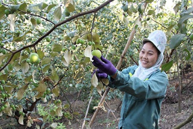 Nhiều đặc sản của huyện Mường La có tiềm năng xây dựng sản phẩm OCOP.