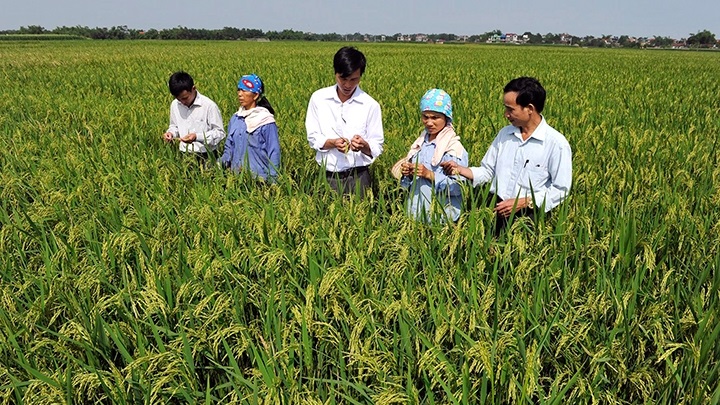 Trồng lúa là nghề truyền thống nhưng để nâng cao năng suất, việc đào tạo nghề cho người dân là hết sức quan trọng