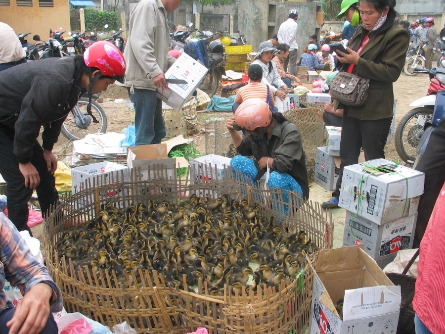 Tình trạng buôn bán, vận chuyển trái phép gia cầm, sản phẩm gia cầm qua biên giới vào Việt Nam đang có chiều hướng gia tăng (Ảnh minh họa: Int).