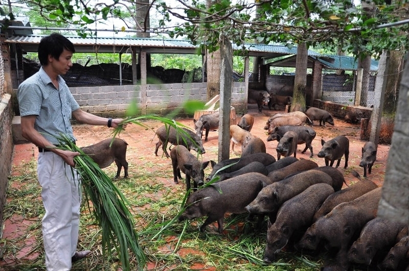Nuôi lợn đen ở Tràng Định từng bước giúp người dân vươn lên thoát nghèo.