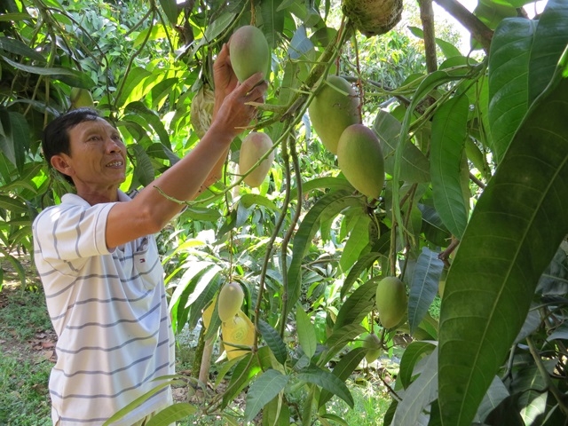 THT sản xuất xoài theo hướng an toàn tại xã Định Yên đang giúp người dân nâng cao thu nhập.