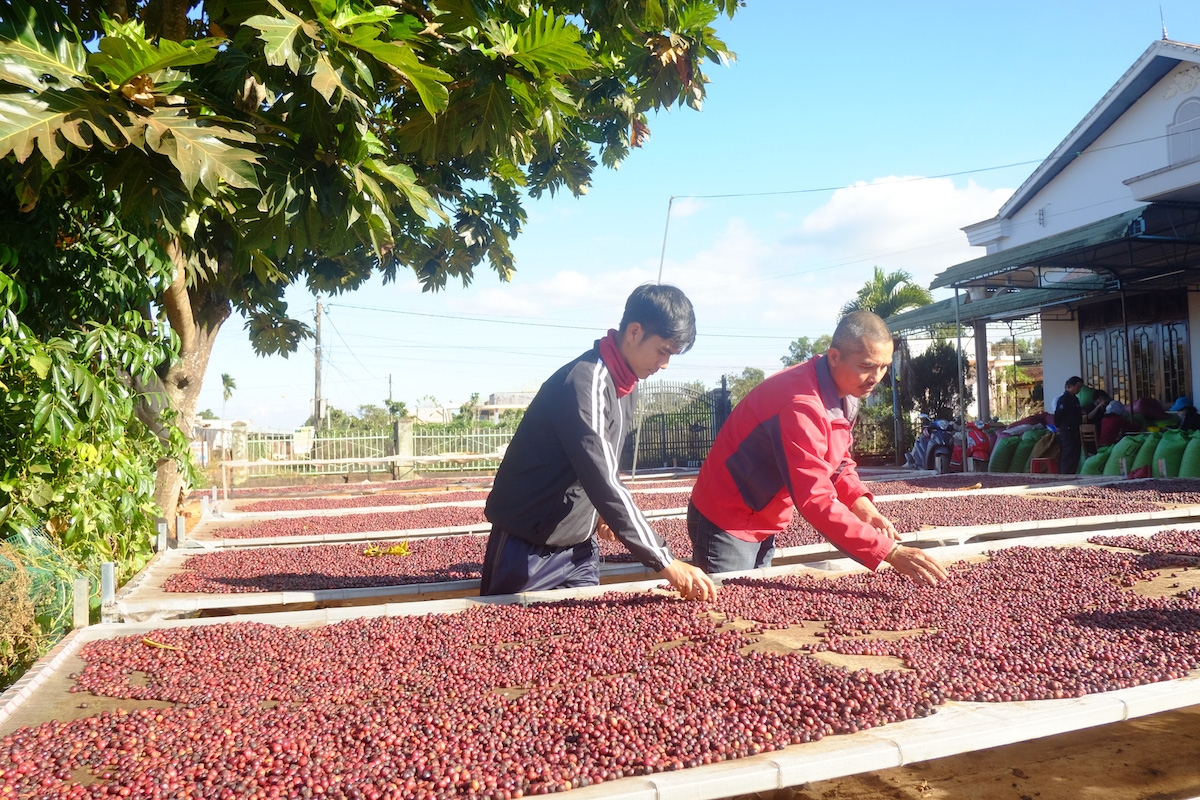 Sáng 17/8, giá cà phê tại các vùng trồng trọng điểm tăng 300 đồng/kg so với hôm qua.