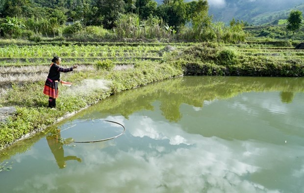 Huyện Điện Biên xác định sản xuất nông lâm nghiệp, chăn nuôi thủy hải sản là thế mạnh của địa phương, đồng thời xác định các HTX luôn là chủ thể quan trọng để giúp đồng bào địa phương có việc làm, vươn lên thoát nghèo.