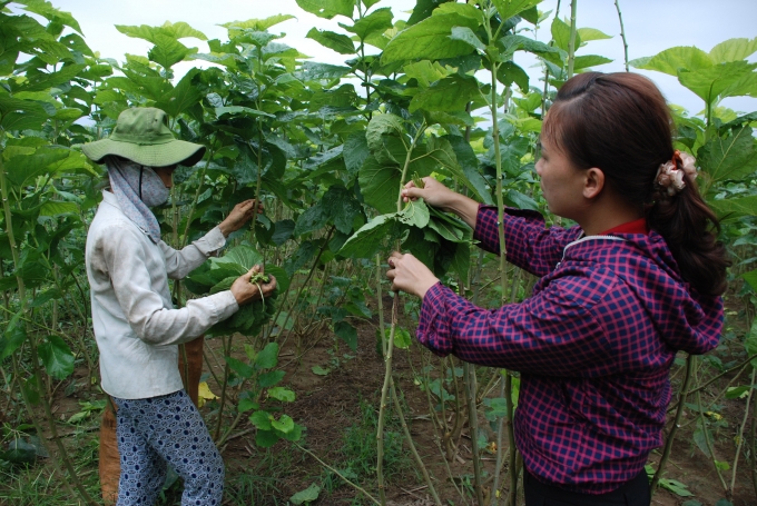 Mô hình trồng dâu nuôi tằm của HTX Hồng Ca giúp người dân nâng cao thu nhập.
