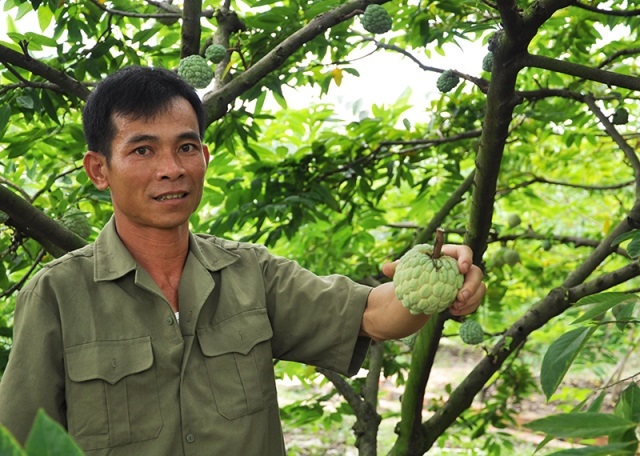 Người dân đã nắm vững kiến thức sản xuất na dai an toàn nhờ được tham gia các lớp đào tạo nghề nông nghiệp.
