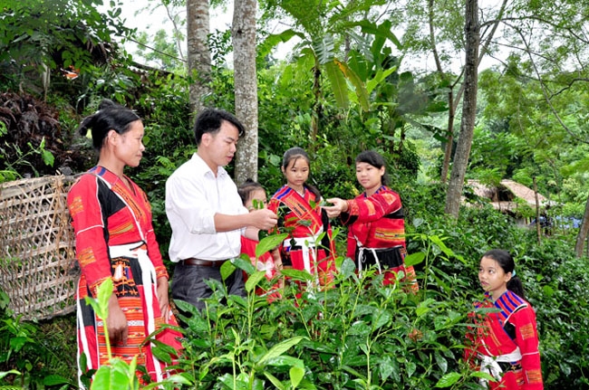 Đồng bào dân tộc Pà Thẻn thu hái chè.