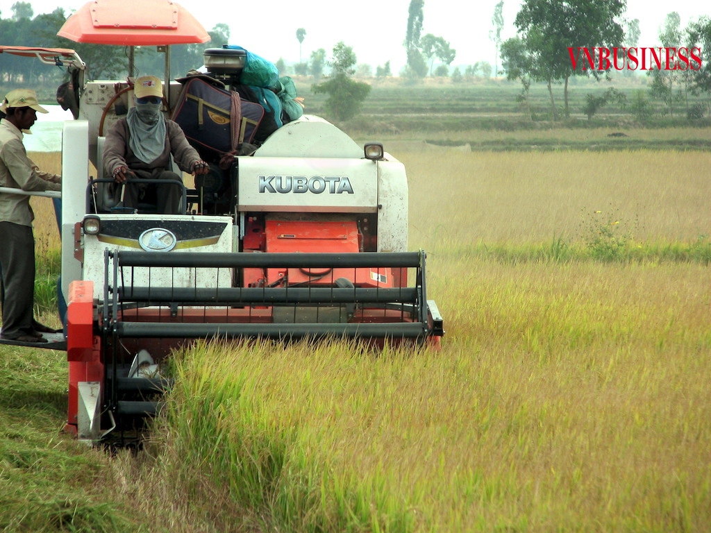 Việc thu mua lúa gạo ở ĐBSCL trong vụ Hè thu 2021 gặp khó khăn khi các thương lái, doanh nghiệp e ngại phát sinh nhiều chi phí.