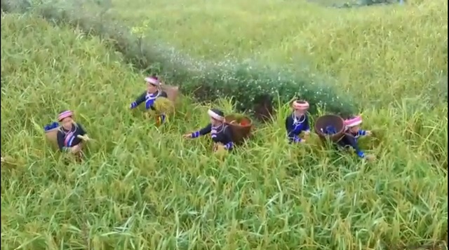 Phát triển nông nghiệp hữu cơ ở vùng DTTS đang là một hướng đi mới có nhiều tiềm năng