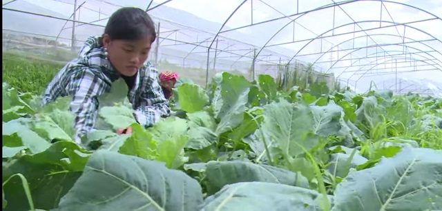 Khi tham gia HTX, thành viên được tạo việc làm, giúp tiêu thụ sản phẩm và tăng thu nhập