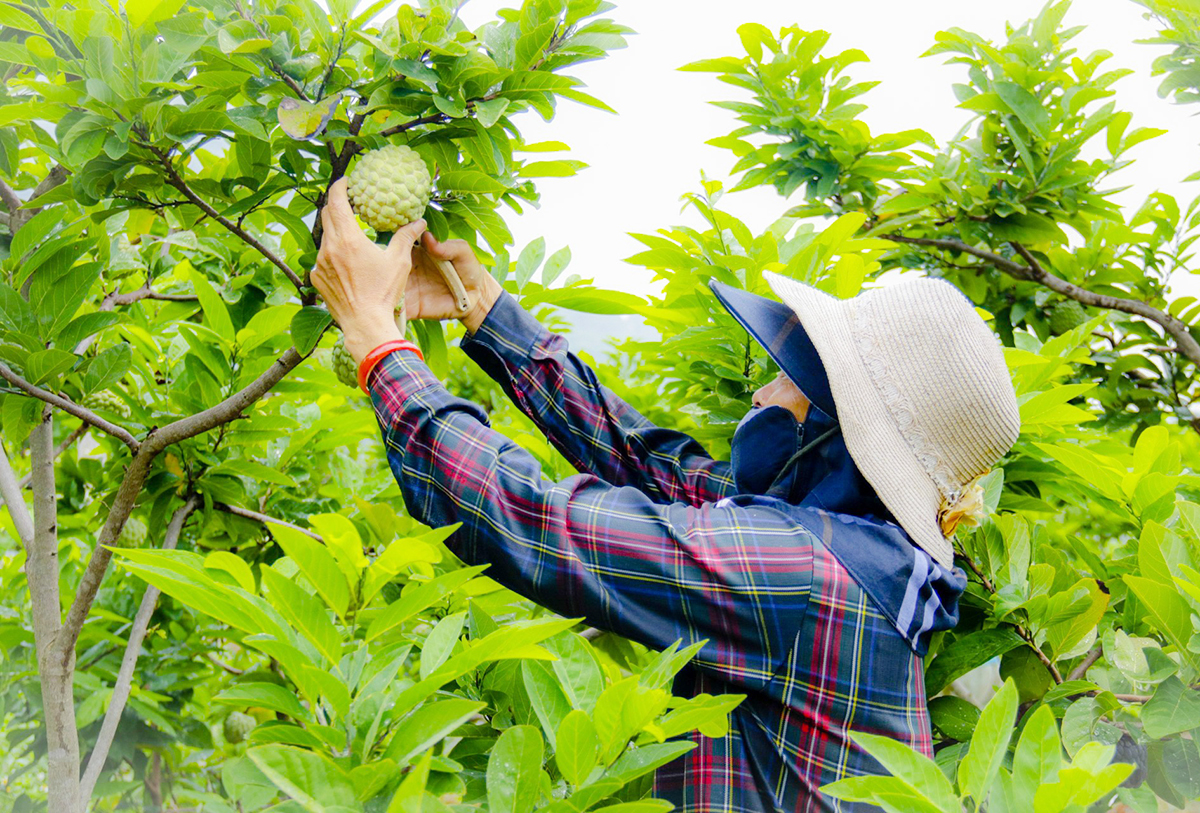 Na dai đang là một trong những sản phẩm nông nghiệp chủ lực của huyện Lục Nam.