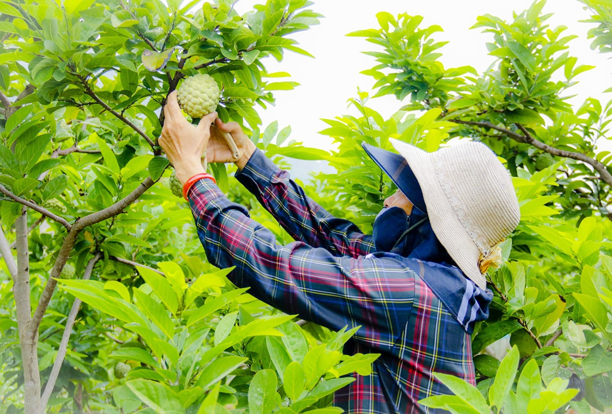 Na dai đang là một trong những sản phẩm nông nghiệp chủ lực của huyện Lục Nam.