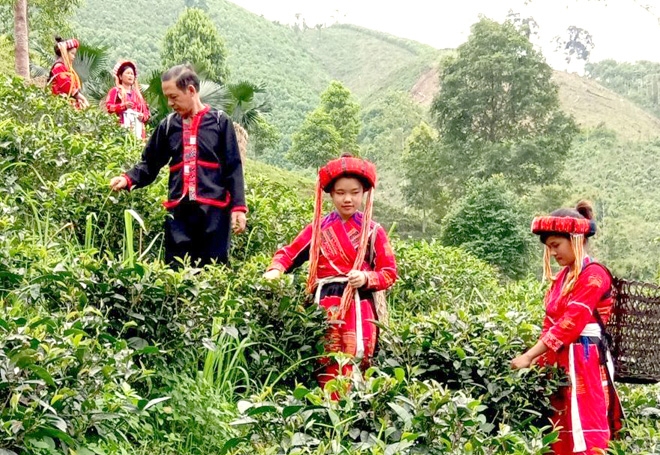 Đồi chè của gia đình ông Tái Văn Các thôn Khuổi Hóp đã cho thu hái.