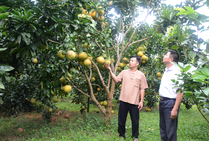 Cây có múi, một sản phẩm OCOP 3 sao của đồng bào dân tộc Mông ở xã Hà Lang, huyện Chiêm Hóa.