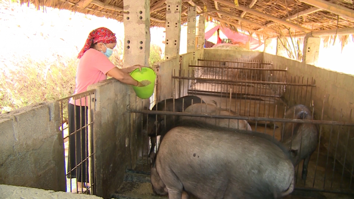 Giá lợn hơi ngày 19/8 tiếp tục duy trì ở mức thấp từ 52.000 - 57.000 đồng/kg.