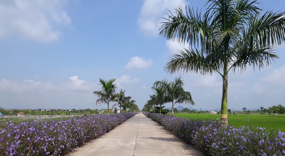 Những con đường hoa là điểm nhấn ở các xã nông thôn mới tại Yên Mô.