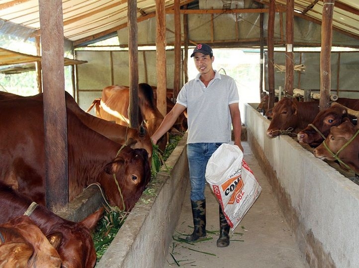 Chăn nuôi gia súc theo hình thức nhốt chuồng mang lại giá trị kinh tế cao cho người dân.