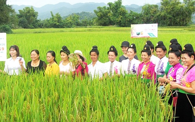 Thành viên và người lao động HTX Thanh Yên tham gia lớp học đầu bờ về kỹ thuật sản xuất lúa chất lượng cao.