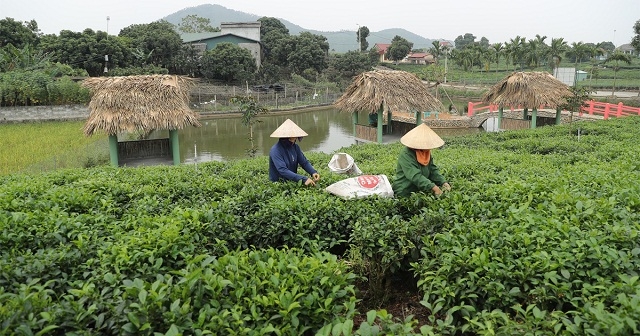 Vùng chè của Tân Cương cho giá trị kinh tế ngày càng cao.