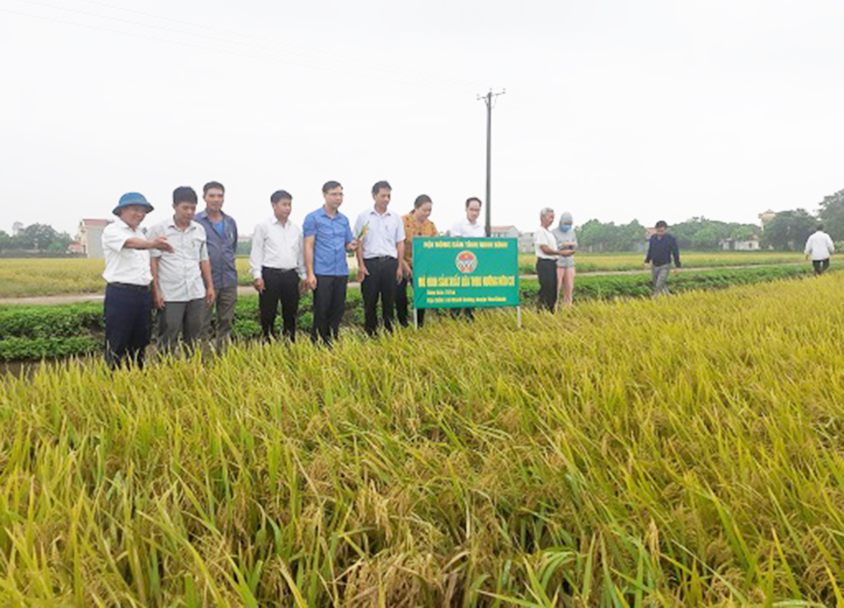 Các HTX đóng góp tích cực trong xây dựng nông thôn mới xã Khánh Cường (Ảnh BNB).