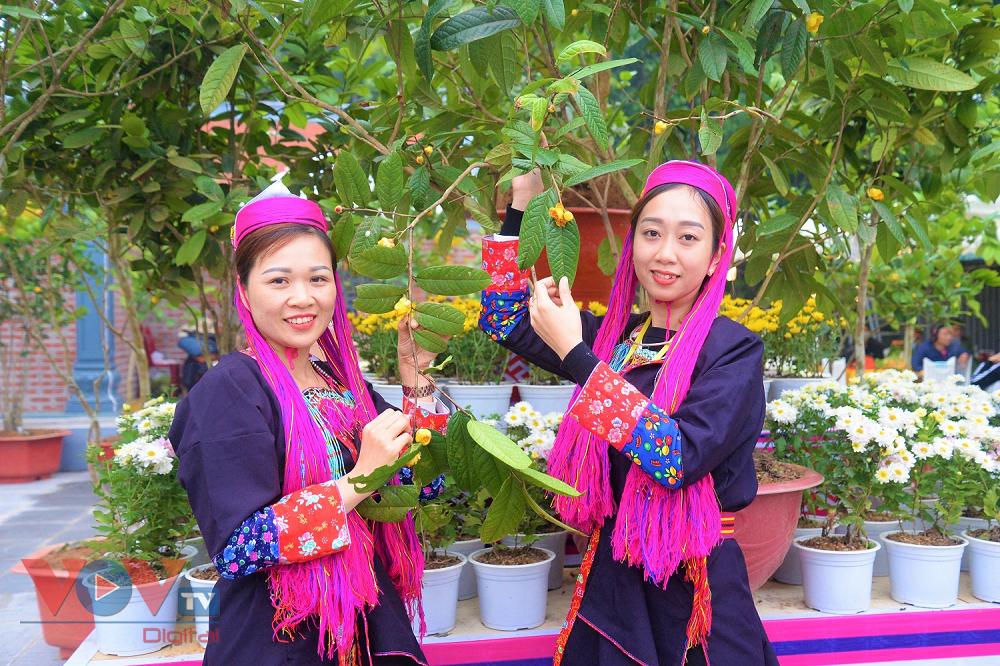 Trồng trà hoa vàng phục vụ chế biến là cách thoát nghèo của không ít đồng bào dân tộc thiểu số ở huyện Ba Chẽ.