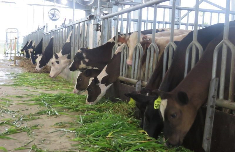 Mô hình trang trại của HTX Chăn nuôi bò sữa đã tạo việc làm, nâng cao thu nhập cho người dân xã Mộc Bắc.