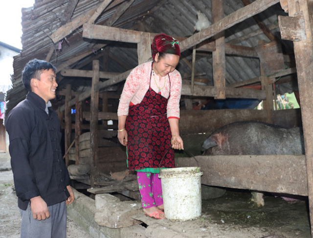 Huyện Mèo Vạc đã lựa chọn lợn đen Lũng Pù là vật nuôi chủ đạo trong Đề án tái cơ cấu nông nghiệp.