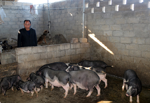Nhiều gia đình cũng đã chọn lợn đen Lũng Pù làm vật nuôi góp phần xóa đói giảm nghèo.