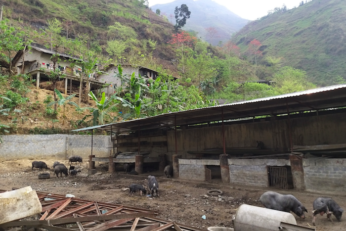 Trang trại của HTX Tuấn Dũng được đầu tư xây dựng phù hợp với thời tiết, khí hậu ở địa phương nên cho năng suất, chất lượng cao.