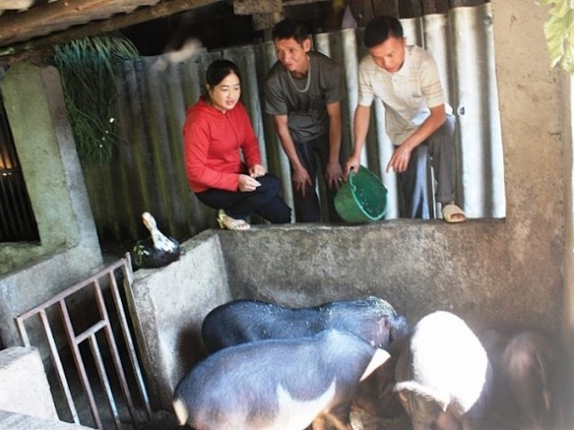 Nhiều gia đình đã thoát nghèo nhờ nuôi lợn đen Lũng Pù.