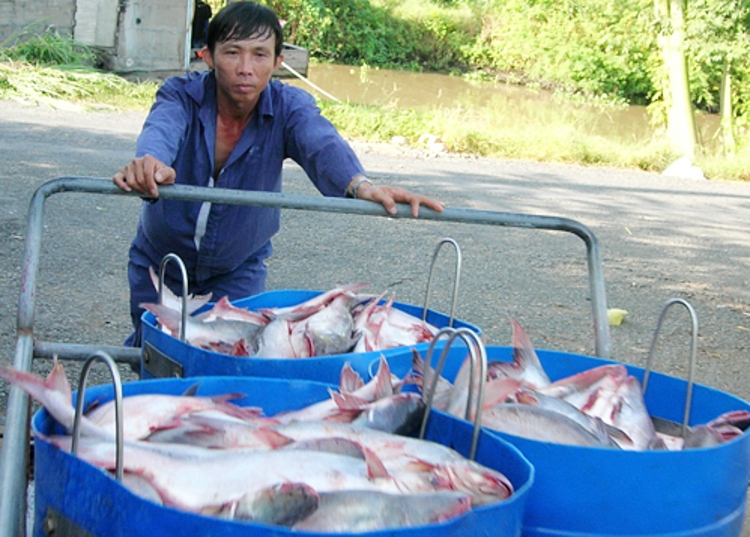 Giá cá tra ở Đồng bằng sông Cửu Long đang ở mức thấp, khiến người chăn nuôi gặp khó.