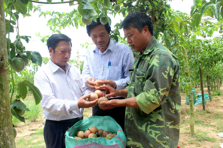 Liên minh HTX tỉnh phối hợp với Sở KH-ĐT khảo sát các hộ trồng cây ăn trái ở xã Ea Bar (huyện Sông Hinh) tiến tới thành lập HTX nông nghiệp ở đây. (Ảnh: Int).
