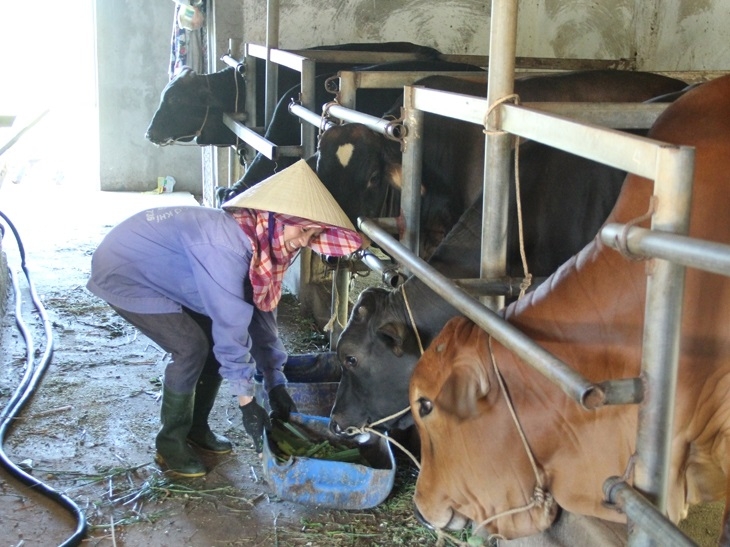 Khu vực chăn nuôi bò của HTX Thượng Phú.