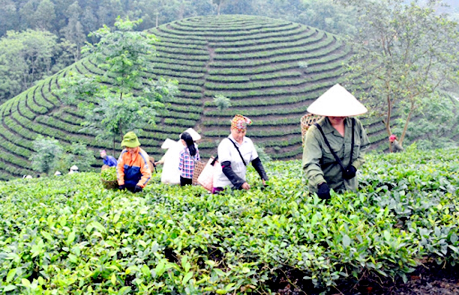 Cây chè đang là một trong những cây kinh tế chủ lực của huyện Sơn Dương.