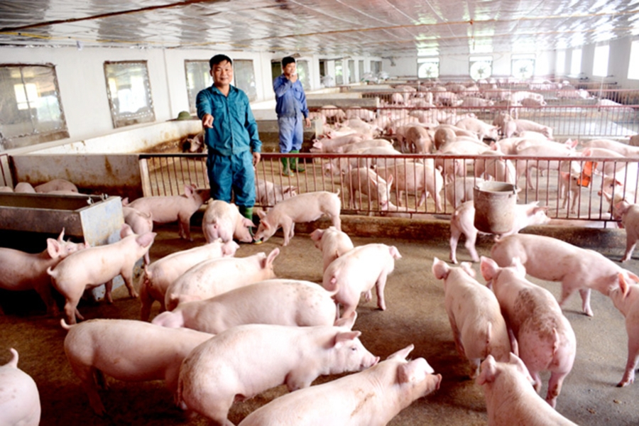 Sơn Dương đang định hướng mở rộng chăn nuôi theo hướng hàng hóa, hữu cơ.