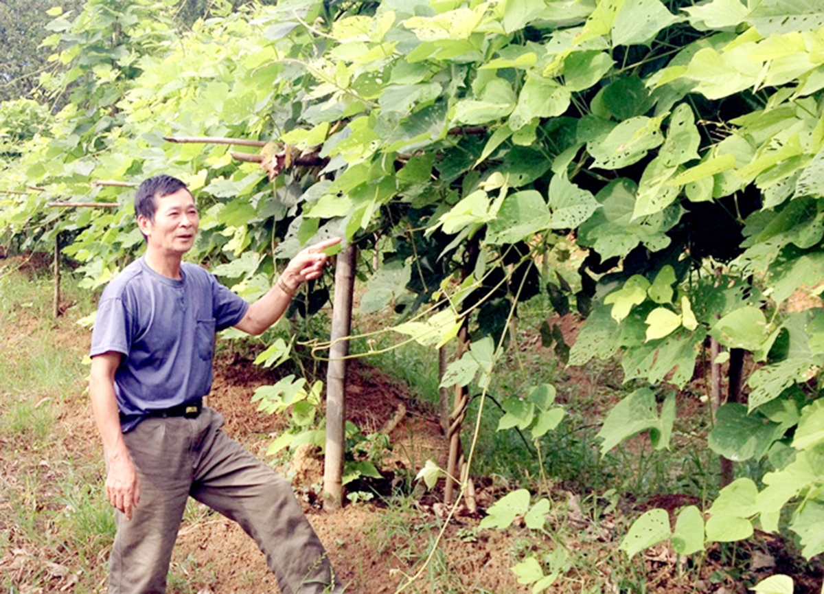 Với sự tham gia của HTX, mô hình trồng sắn dây ở thị trấn Sơn Dương đang cho hiệu quả cao.