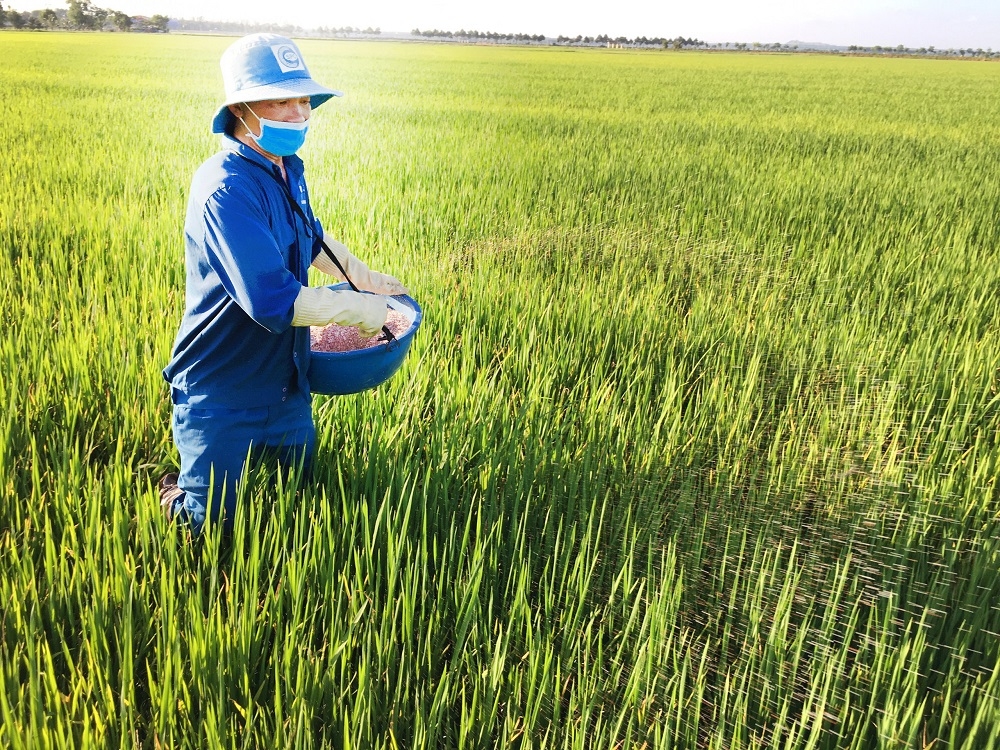 Giá phân bón tăng cao làm tăng chi phí sản xuất của người dân, HTX.