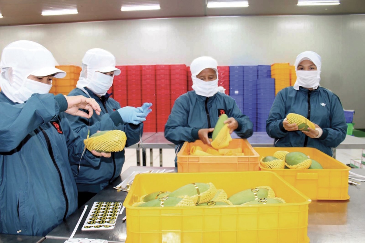 Đẩy mạnh xuất khẩu trái xoài sang EU để nâng cao thị phần.