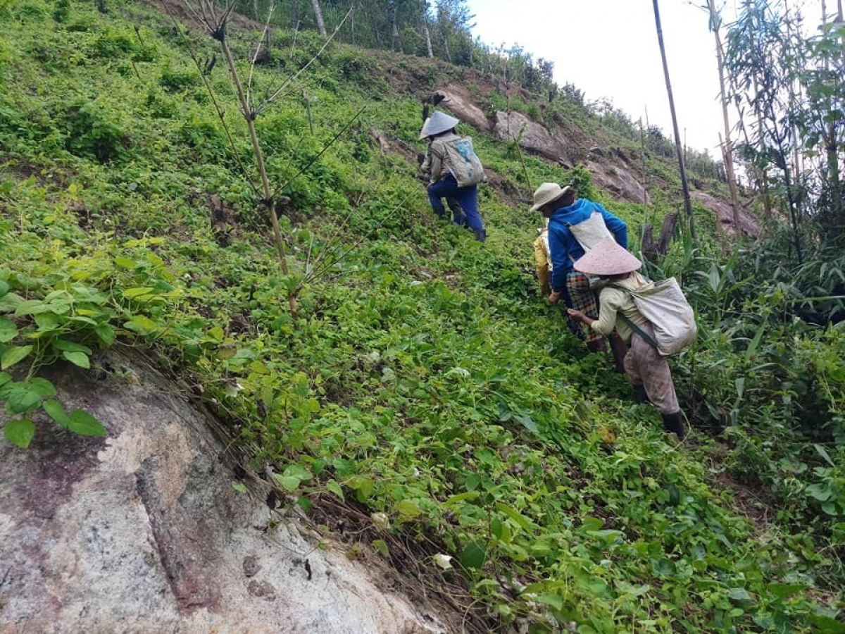 Cây dược liệu mang lại ấm no cho người dân Xê Đăng ở huyện Tu Mơ Rông.