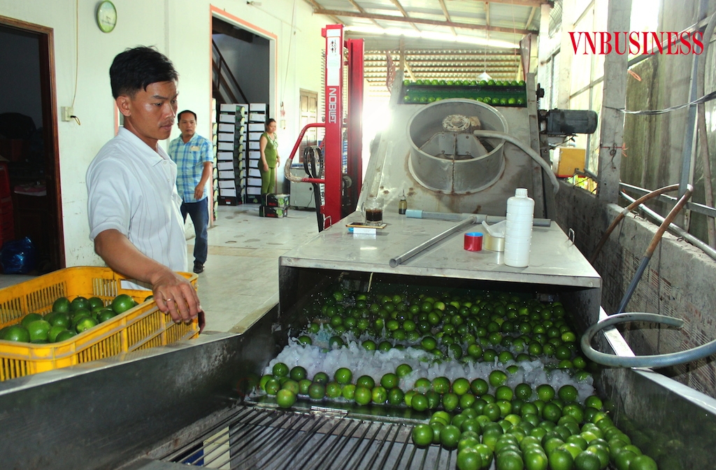 Nhiều HTX ở các tỉnh phía Nam đang gặp khó khăn trong việc tiêu thụ nông sản.