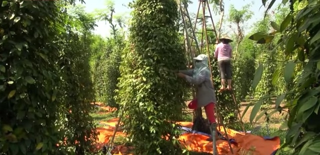 Tín đồ Tin Lành tại Bình Phước luôn giữ gìn và xây dựng thương hiệu Hồ tiêu Lộc Ninh.