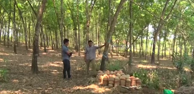 Tăng cường liên kết theo mô hình HTX đã tạo ra quy mô sản xuất lớn, bền vững.