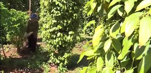 Hướng đến thị trường xuất khẩu đang là giải pháp căn bản mà nhiều HTX đang hướng tới.