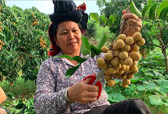 Sản phẩm nhãn ở huyện Sông Mã được Cục Sở hữu Trí tuệ cấp chứng chỉ Nhãn Sơn La.