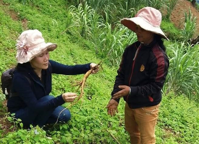 Tổ liên kết Phụ nữ DTTS trồng sâm dây ở huyện Tu Mơ Rông giúp phụ nữ vươn lên thoát nghèo.