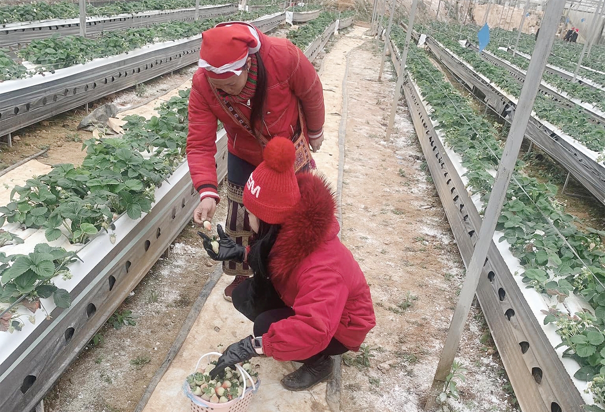 Thành viên HTX Trường Anh hướng dẫn du khách chọn lựa dâu tây.